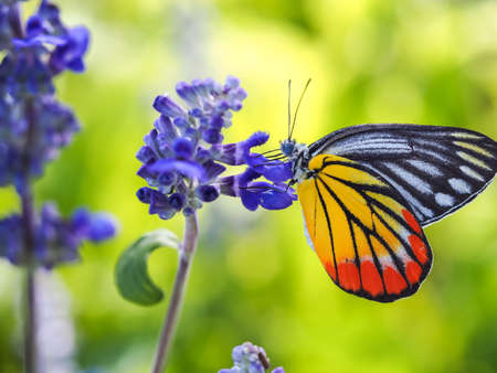 Butterfly On A Flowerの素材
