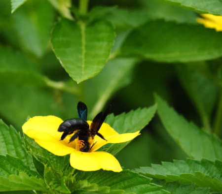 Bee Sucking Nectar From A Flowerの素材