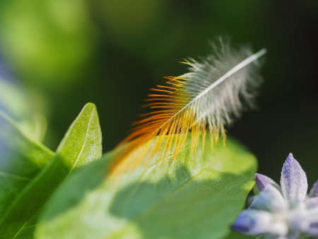 Feather On Leaves Backgroundの素材