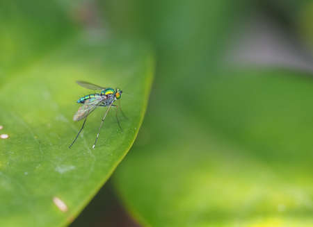 Long-legged Fly On Green Leaf Backgroundの写真素材