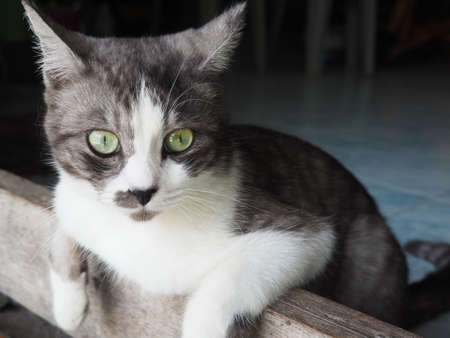 Portrait Of Catの写真素材