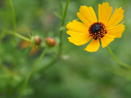 Beautiful Yellow Flower Blossom In The Garden