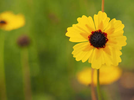 Beautiful Yellow Flower Blossom In The Gardenの写真素材