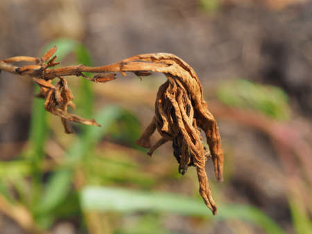 Isolated Wilted Flower Backgroundの写真素材