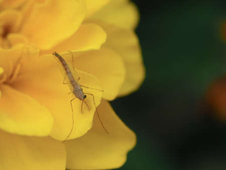 Little Insect On Yellow Flower Blossom Backgroundの写真素材