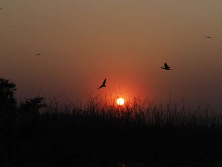Flying Birds In The Meadow At Sunset Silhouetteの写真素材