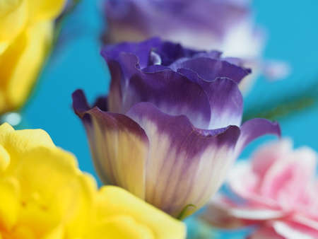 Close Up Of Colorful Flowers Blossom Backgroundの写真素材