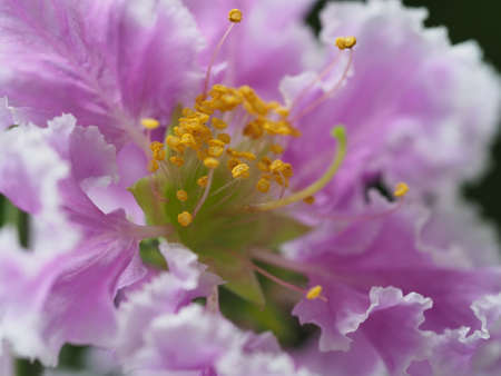 Macro Of Colorful Flower Blossom With Yellow Pollenの写真素材
