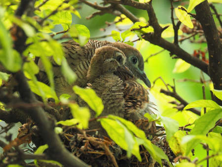 Two Birds, Baby Bird With Mother Portrait In Bird's Nestの写真素材