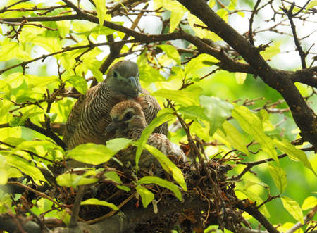 Two Birds In Bird's Nest, Baby Bird With Mother Portraitの写真素材