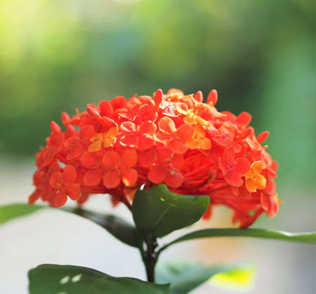 Close Up Of Isolated Red Ixora Coccinea Flower Blossom In The Gardenの写真素材