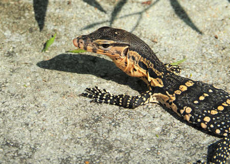 Isolated Water Monitor, Varanus Salvator, Monitor Lizard Crawling On Ground, Thailandの写真素材