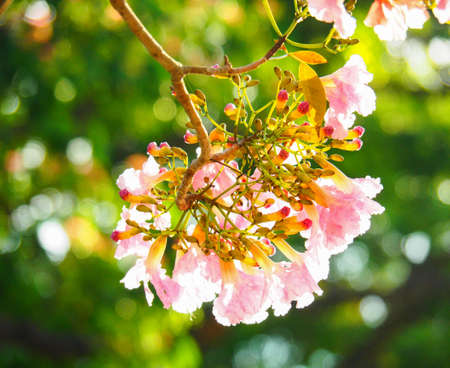 Beautiful Pink Trumpet Tree (Tabebuia Rosea) Flower Blossomの写真素材