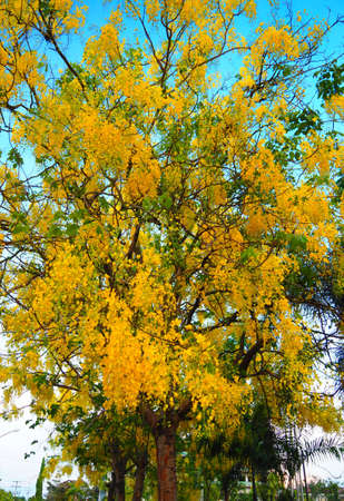 Blooming Golden Shower Tree (Cassia Fistula), National Tree Of Thailandの写真素材