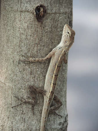 Close Up Of Lizard On Tree Trunkの写真素材