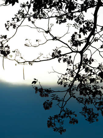 Pink Trumpet Tree (Tabebuia Rosea) In Silhouette At Sunsetの写真素材