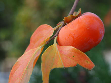 Close Up Of Ripe Persimmon On Treeの写真素材