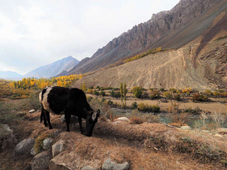 Cow Grazing In Meadow Along Hindu Kush Mountain Range In Ghizer Valley, Northern Pakistanの写真素材