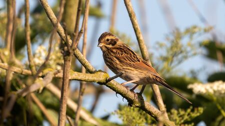 Portrait of a Common reed bunting sittingの写真素材