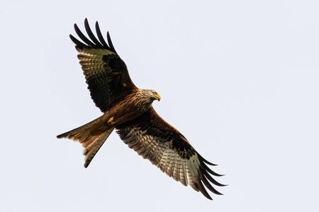 Portrait of a red kite (milvus milvus) in flight with spread wings and blue background in germany retschow mecklenburg vorpommernの写真素材