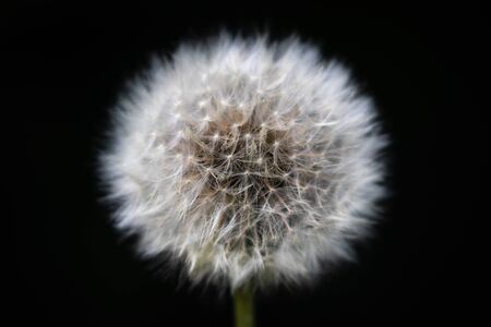 Macro front view of the blossom of mature Dandelion with seeds (Taraxacum Ruderalia) in front of black backgroundの写真素材