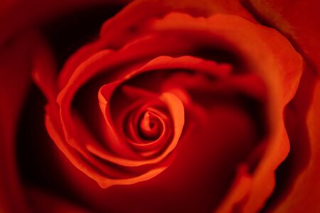 Top view macro of red rose blossom as symbol of loveの写真素材