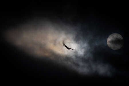 Silhouette of a red kiteの写真素材