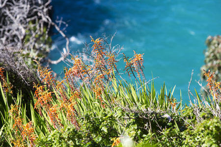 orange flowers with the coastline in the backgroundの写真素材