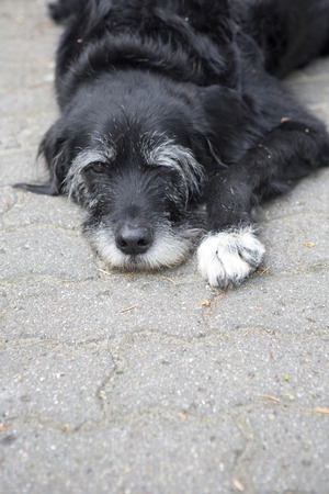 black dog lying on the pavementの写真素材