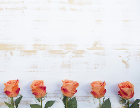 beautiful orange roses  lined up in a row on a white vintage wooden backgroundの写真素材