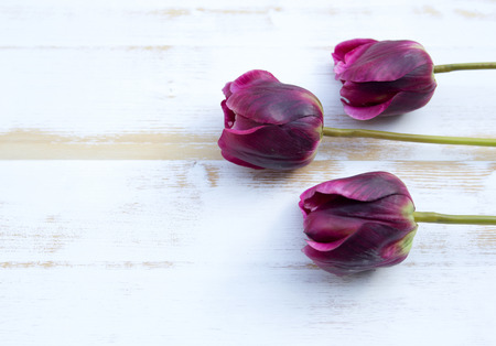 three purple tulips on white rustic wooden background