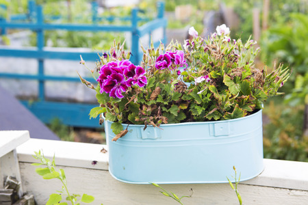 pink flowers in a blue pot in a gardenの写真素材