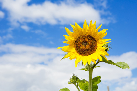 Beautiful yellow sunflower against blue sky