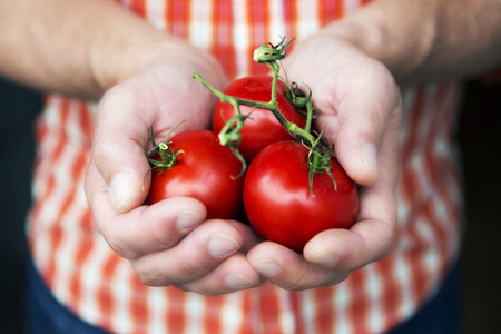 closeup of man with handful of tomatoの写真素材