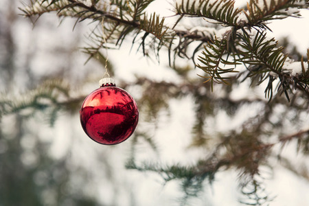 red christmas ball hanging from a branchの写真素材