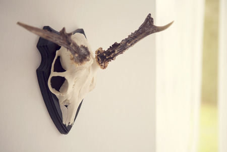 antler mounted on wood hanging on wallの写真素材