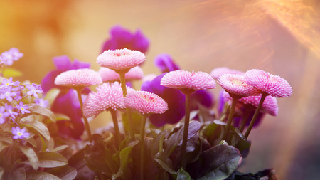 pink and lilac flowers in a garden with sunlightの写真素材