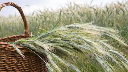 closeup of basket with grain in front of cornfield