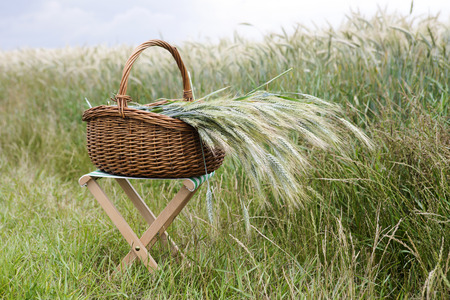 Basket with grain on stool in front of cornfieldの写真素材