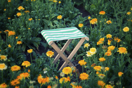 wooden stool in a beautiful field of orange flowersの写真素材
