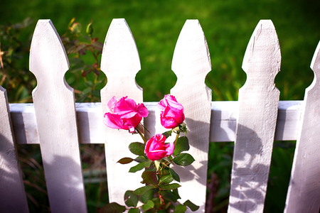 beautiful white picket fence and pink rosesの写真素材