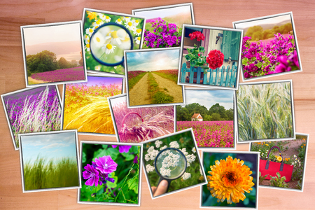 collage of photographs of flowers and meadows on wooden tableの写真素材