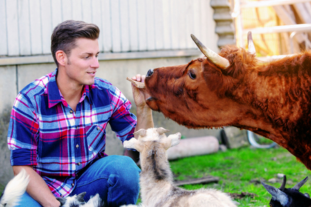 handsome blond man feeding an ox on a farmの写真素材