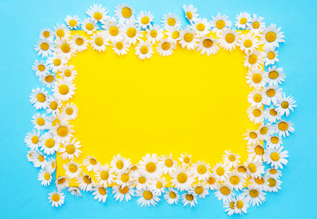 Framed blue and yellow background with white daisiesの写真素材