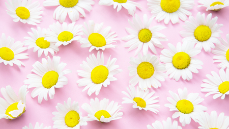Closeup of beautiful daisies on an pink backgroundの写真素材