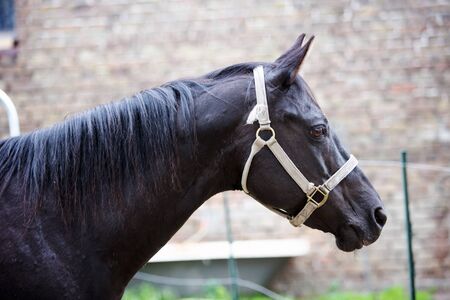 portrait of beautiful black horse outdoors