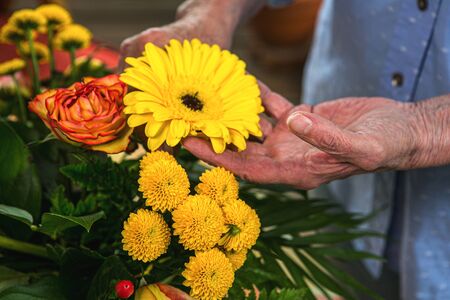 close-up of old womans hand picking a yellow gerbera from a bouquet of flowersの写真素材