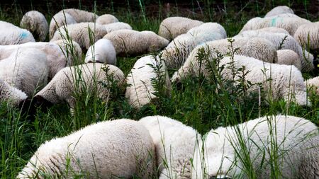 flock of sheep on a green overgrown field