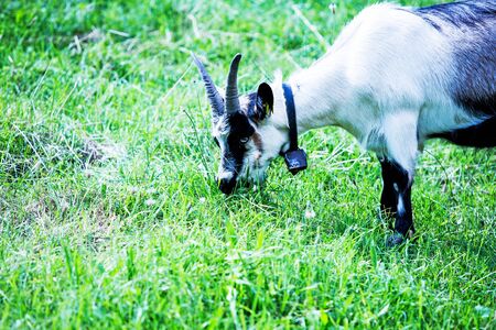 close-up of a billy goat outdoors eating grassの写真素材