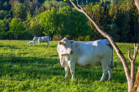 white cows standing outdoors on green farmlandの写真素材